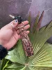 Marrón