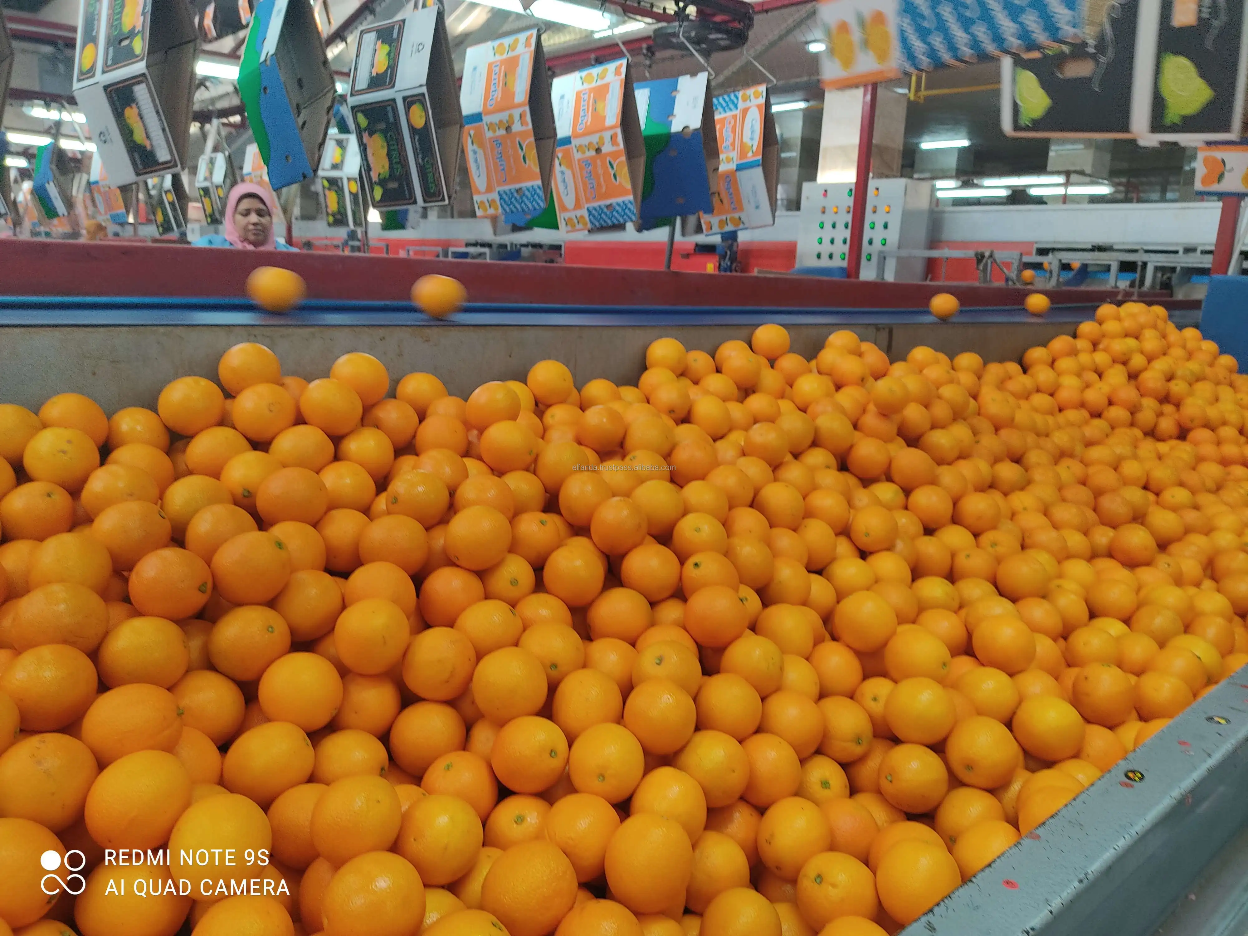 Hot Selling Pure Natural Healthy Highly Nutritious Fresh Citrus Fruit Valencia Oranges El Farida Premium 15kg Carton Box Egypt