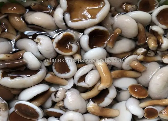 Fresh Melaleuca Mushroom For Vegetables Soup / Dried Tylopilus Felleus