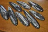 Natural Designer Hand Crafted Smooth Orthoceras