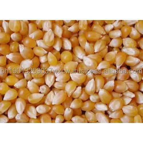 maize-grains-500x500.jpg