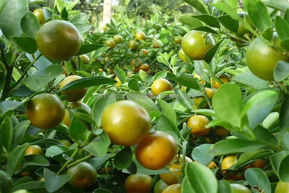 Fresh Green Kumquat Citrus With Honey From Vietnam / Fresh Kumquat Citrus Fruits For Ice Juice