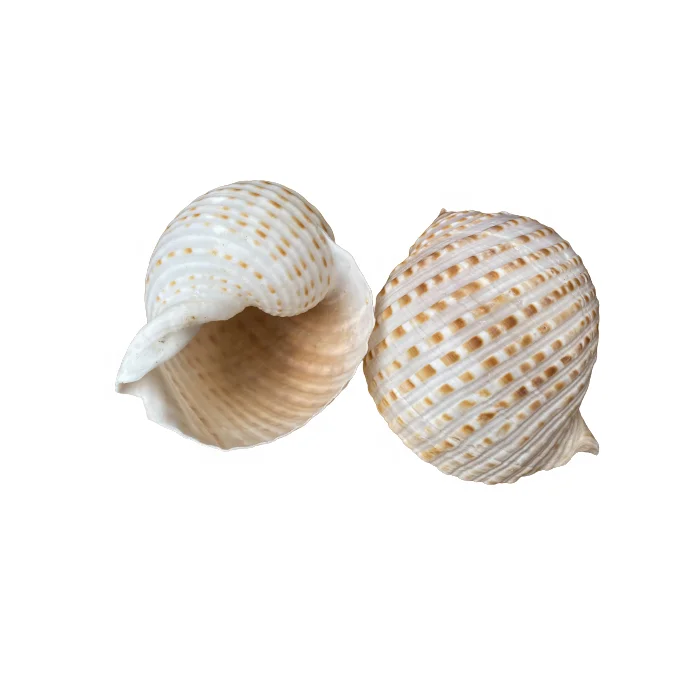 Wholesale Seashells: The World's Fascination