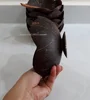 Chocolat