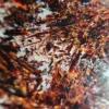 Brown and White, Sold by Weight(grams), 12 to 14pcs per 100g