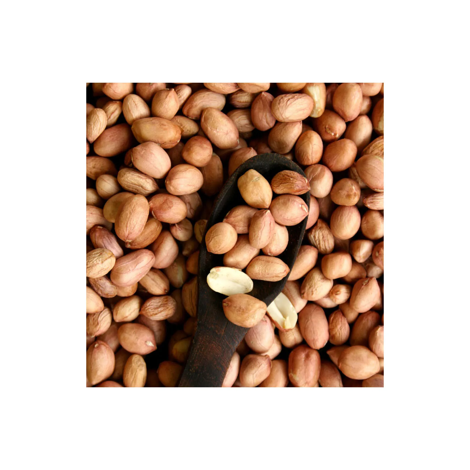Groundnuts are premium�klzzwxh:0031�quality agricultural products carefully selected, cl�klzzwxh:0032��klzzwxh:0033��klzzwxh:0034� Groundnuts are premium�klzzwxh:0031�quality agricultural products carefully selected, cl�klzzwxh:0032��klzzwxh:0033��klzzwxh:0034�