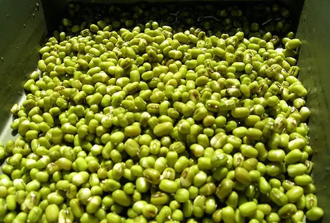 Vietnam green mung bean starch price / Mung bean flour.