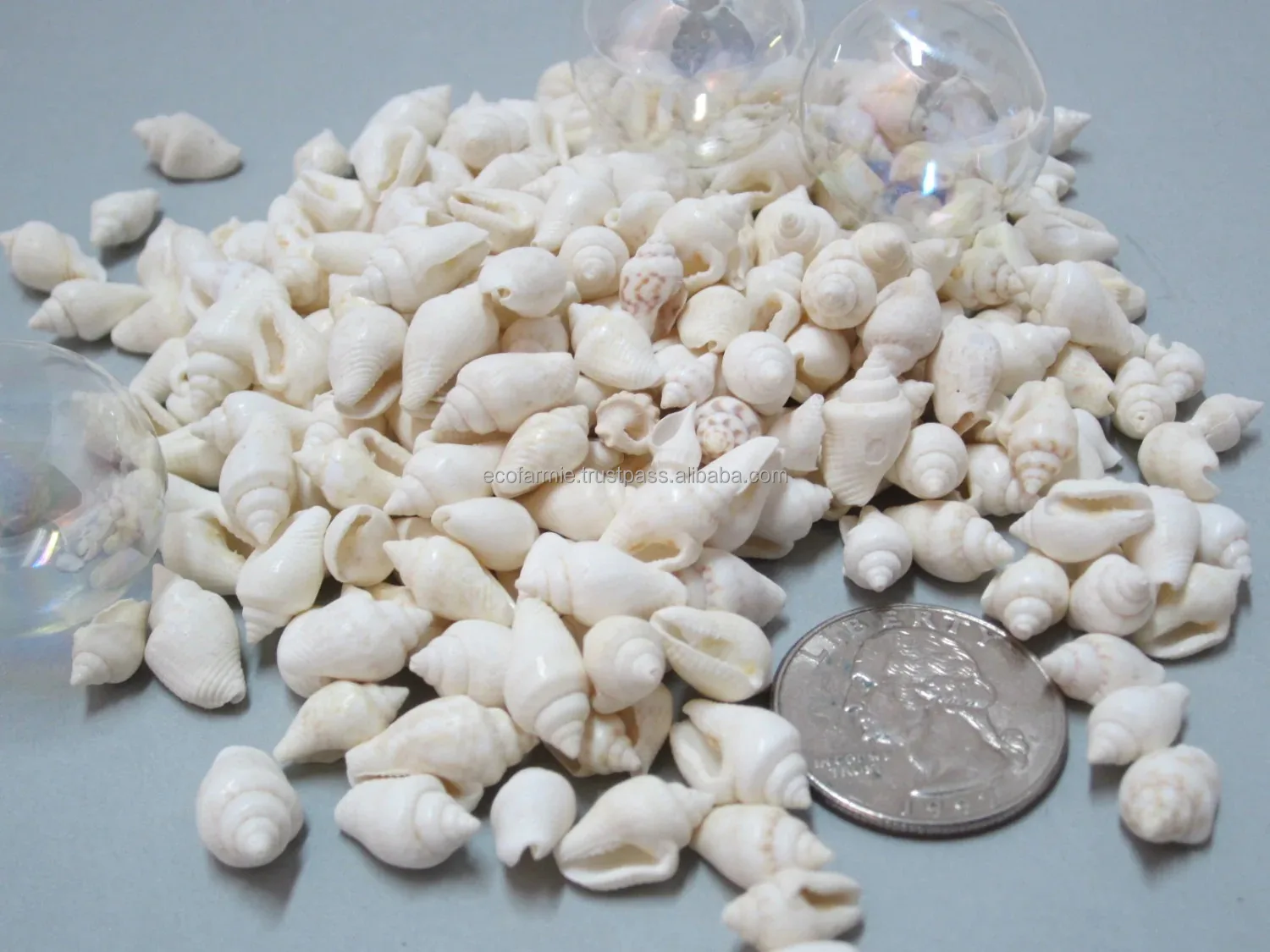 Sc Shaped Shell Big Triton Sea Shells - Eco-Friendly Home Decor Collectibles