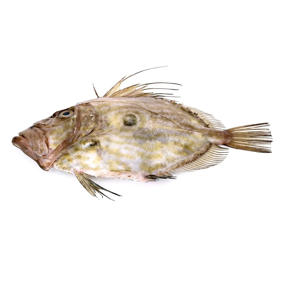 冻约翰·多利菲利菲莱宙斯·法贝尔 - Buy John Dory Fish,John Dory,John Dory Product on Alibaba.com