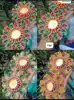 ตามภาพ