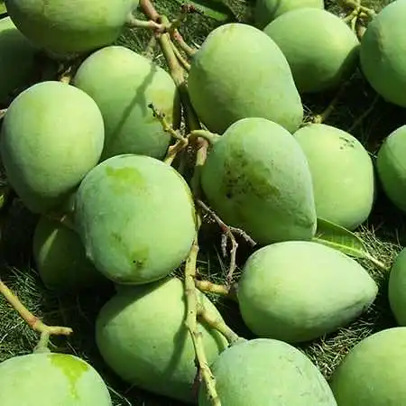 Alphonso mango Export From Vietnam Fresh mango