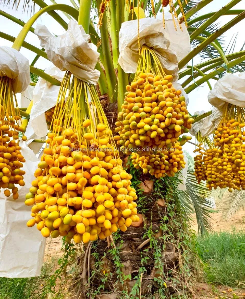 Hot Selling Fresh Yellow Barhi Dates 2023 Ramadan Dates.. Buy Fresh Barhi Dates Seedless