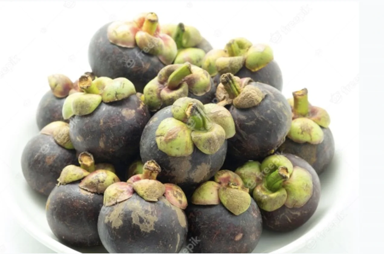 Fresh Mangosteen High Quality From Thailand Buy Fresh Mangosteen