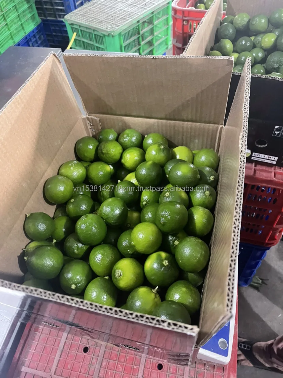 Lime Seed Less Fresh Lime Seedless 12cm Size Green Skin 100% Vietnam Origin Natural ...