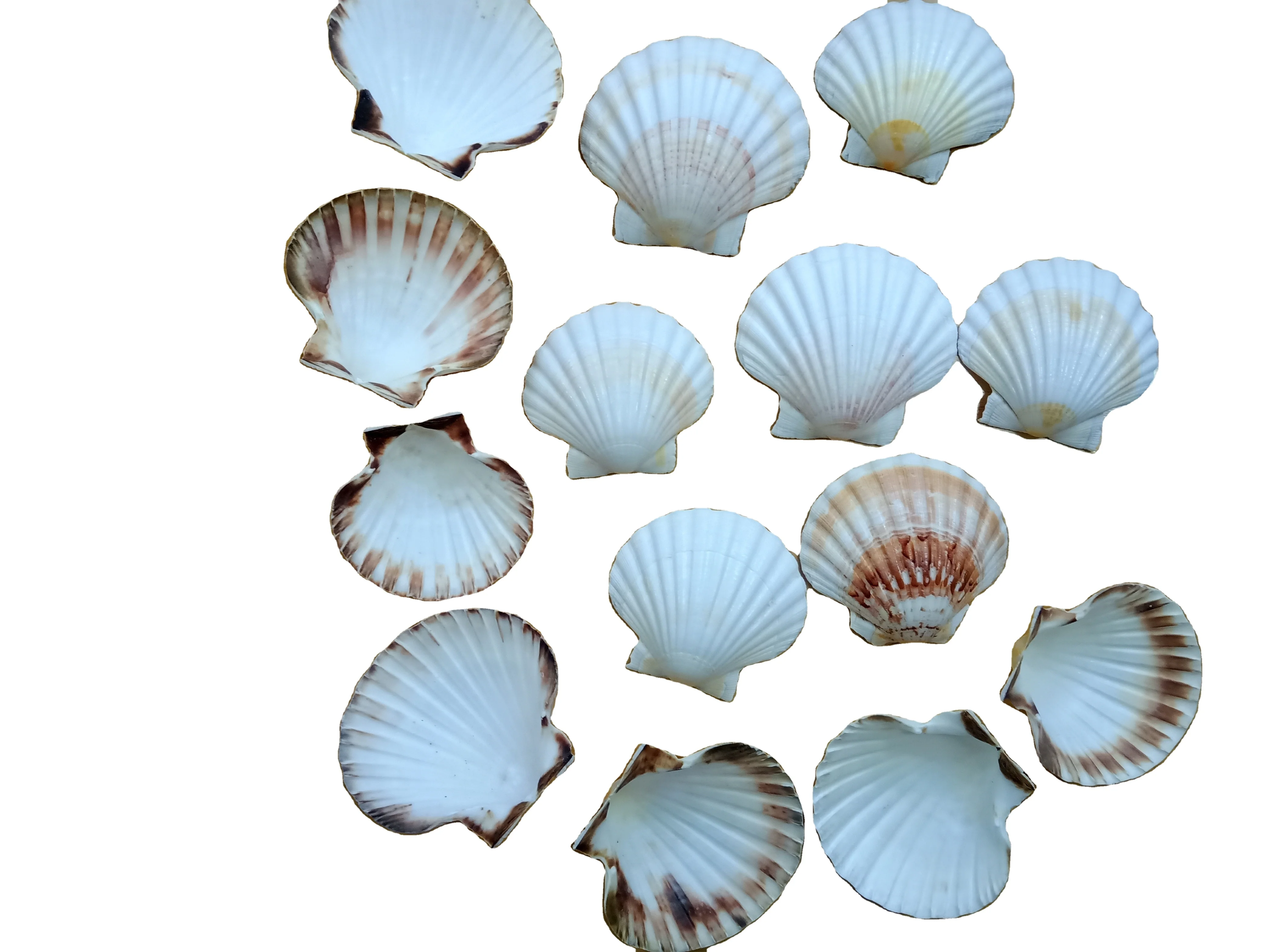 Seashell Powder Biodegradable Cosmetic Grade Calcium Empty Raw Sea Scallops Natural Scallop Shells Scallops Shell