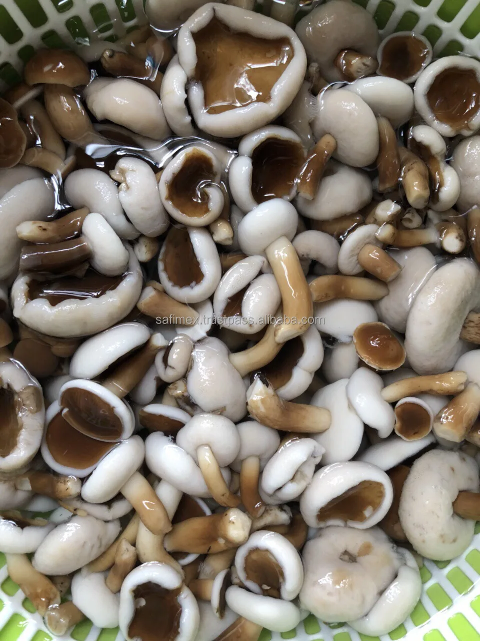 Fresh Melaleuca Mushroom For Vegetables Soup / Dried Tylopilus Felleus