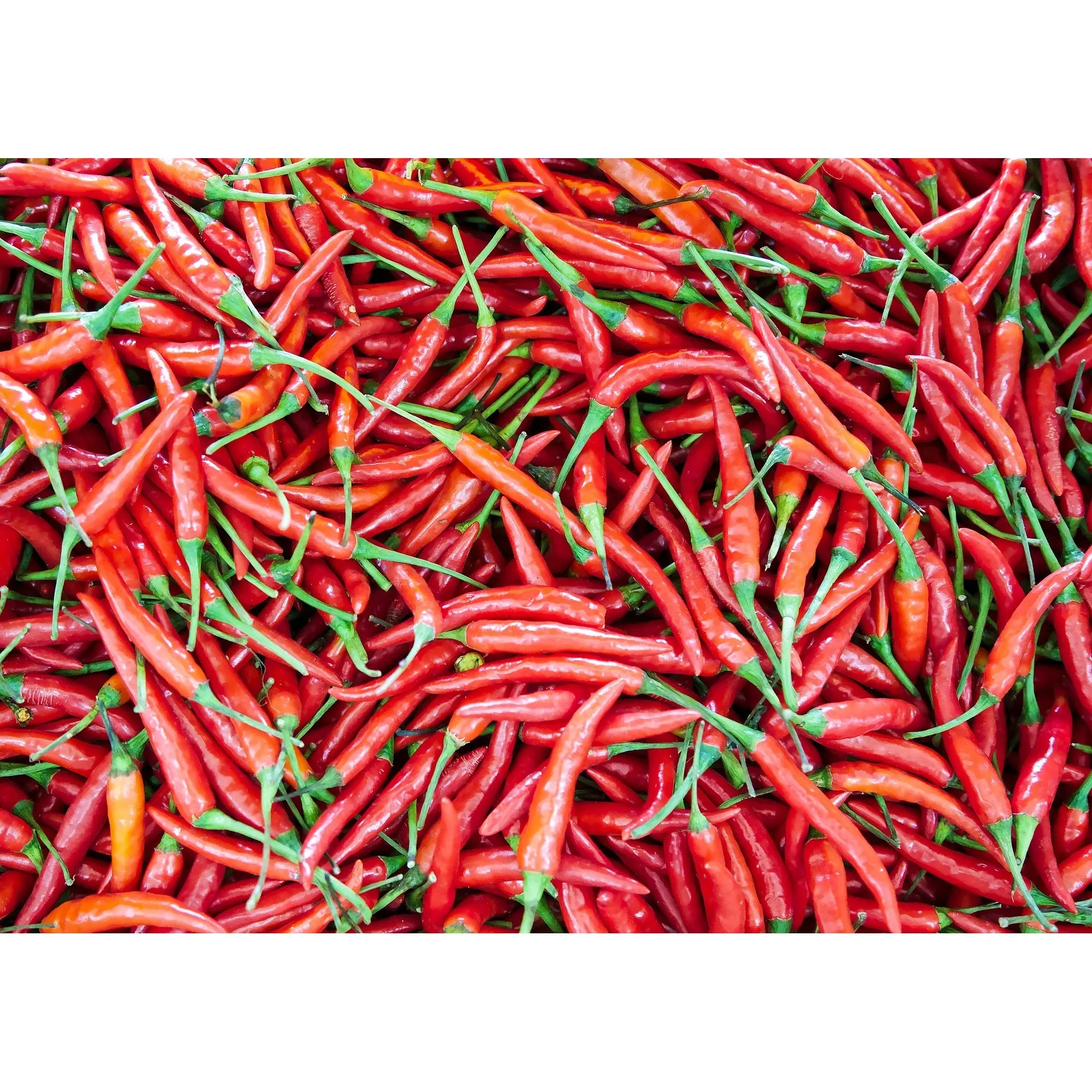 Spicy Chilly Flakes Natural & Aromatic Indian Spice Bulk Export