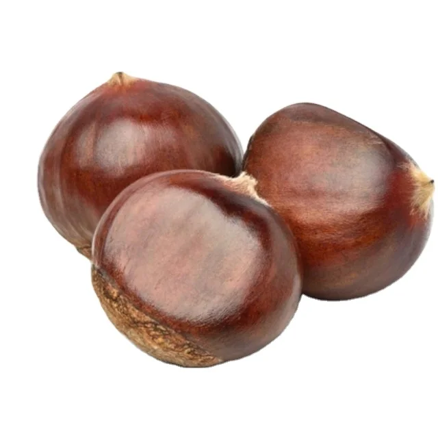 fresh chestnut high quality raw fresh chestnuts chinese