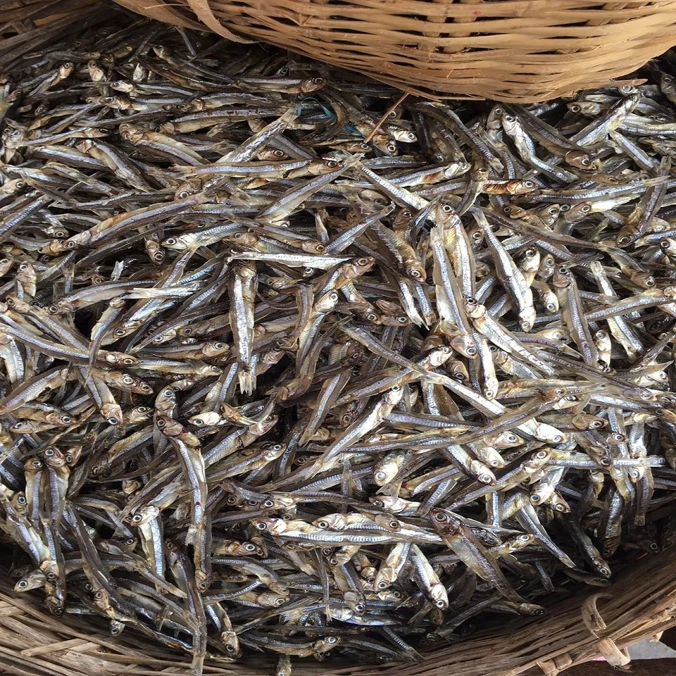 Dry Anchovy Fish/ Dried Sprats Vietnam Ad Dried Fish With 2 Year Shelf