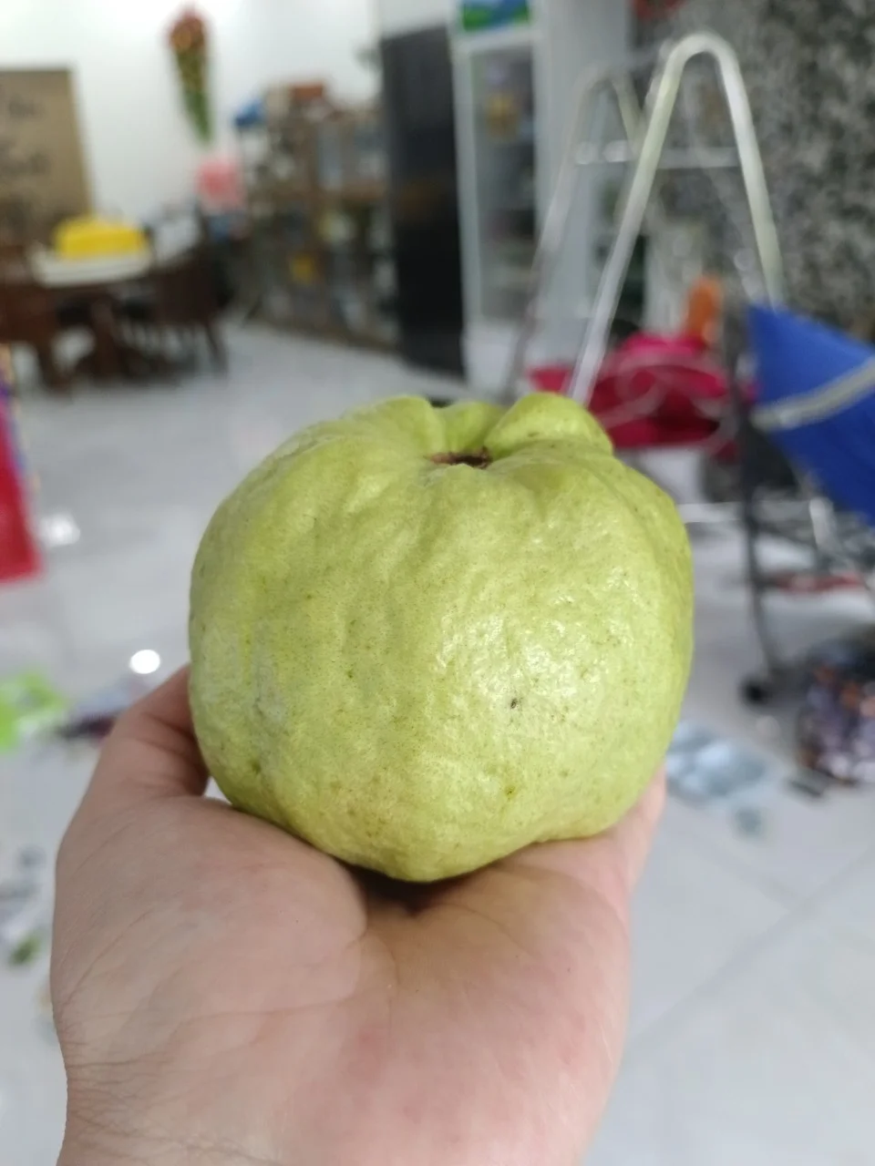 Fresh White/Pink Guava From Mekong Delta Vietnam Is Ready to Export Worldwide Selling in Bulk