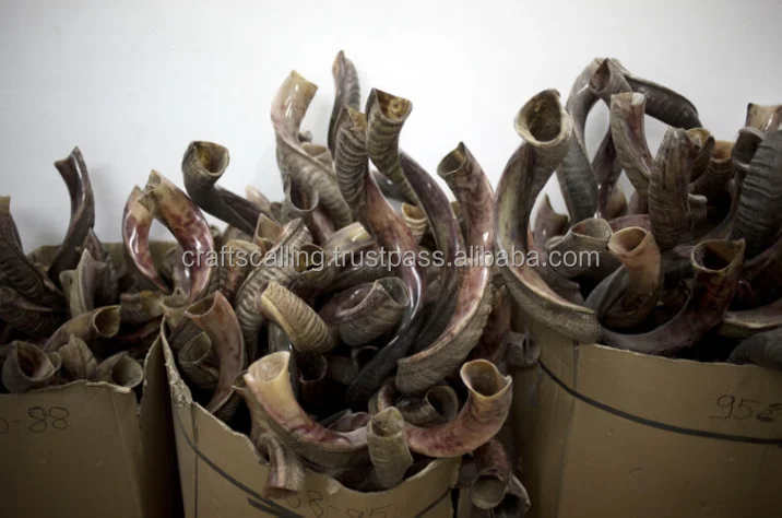 Wholesale Rams Horn Shofar Polished Handmade From India By Crafts ...