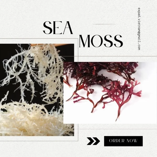 Golden Purple Gracilaria Seaweed Red Algae Making Gelatin From Vietnam High Quality And Cheap