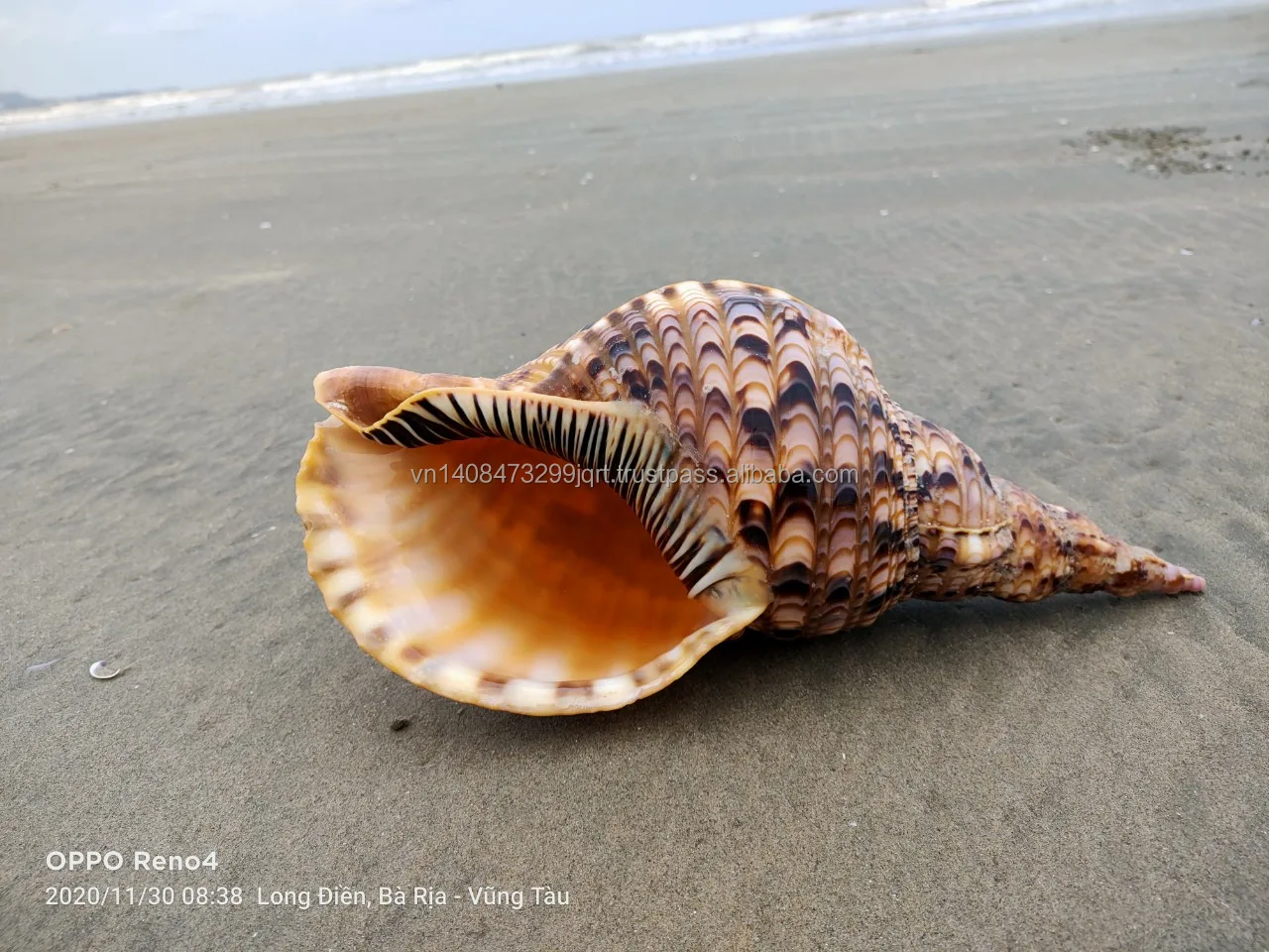 Large Trumpet Triton Queen Seashells Conch Shell