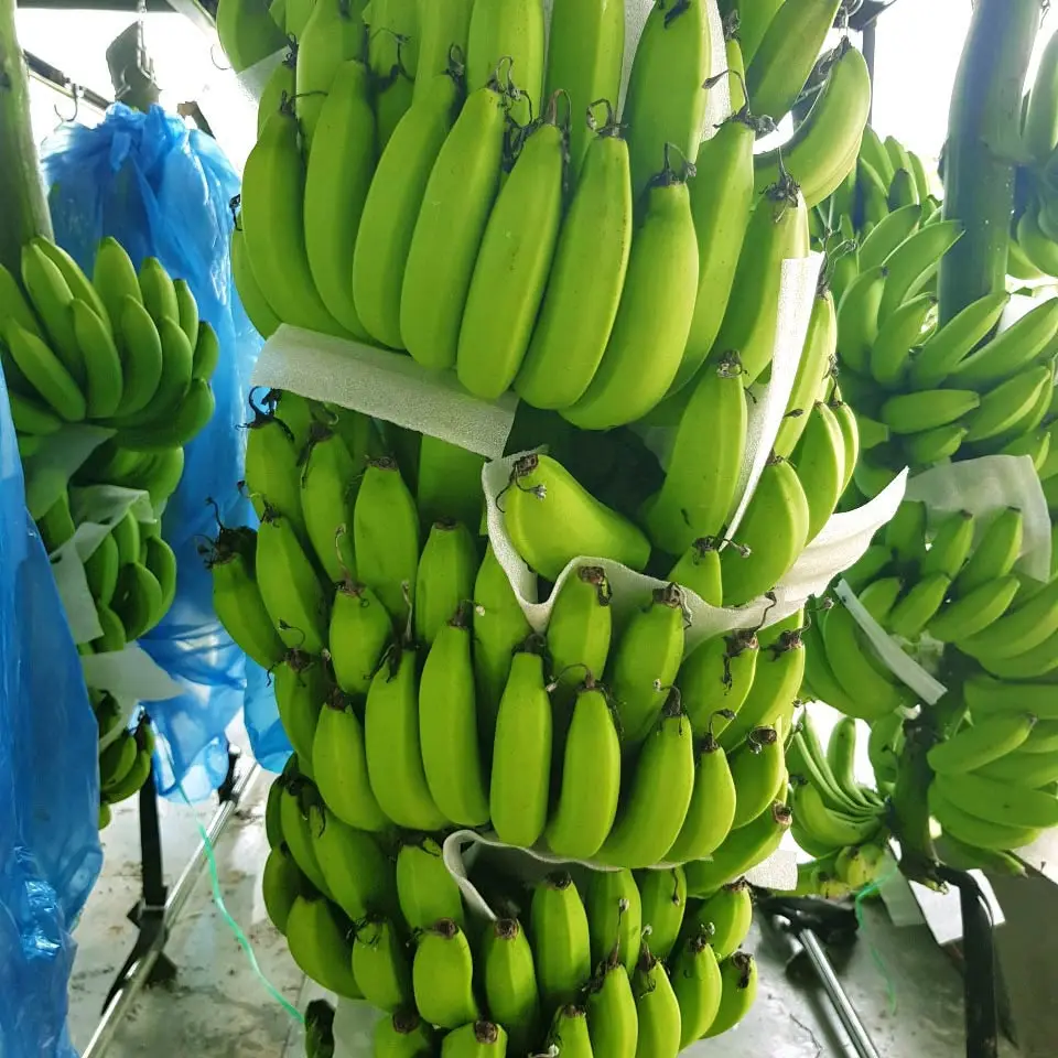 Wholesale Cheap Cavendish Banana Top Quality Fresh Sweet Yellow/Green Cavendish Banana - Fresh Fruits Wholesale Factory Price