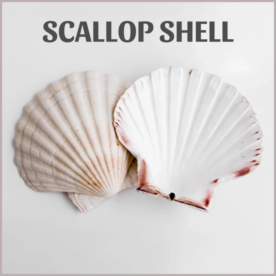 Empty Raw Sea Scallops Natural Scallop Shells Wholesale Bulk Quantity