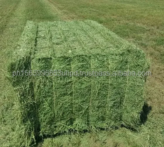 Premium Grade Alfalfa Hay,Timothy Hay,Animal Feed In South Africa For