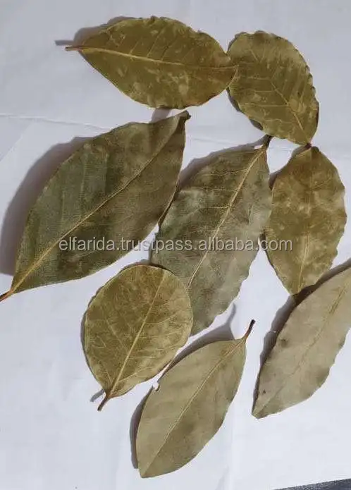 High Quality Premium Grade Single Spices Products Dried Bay Laura Leaf/ Bay Leaves from Egypt Origin Exporter and Supplier