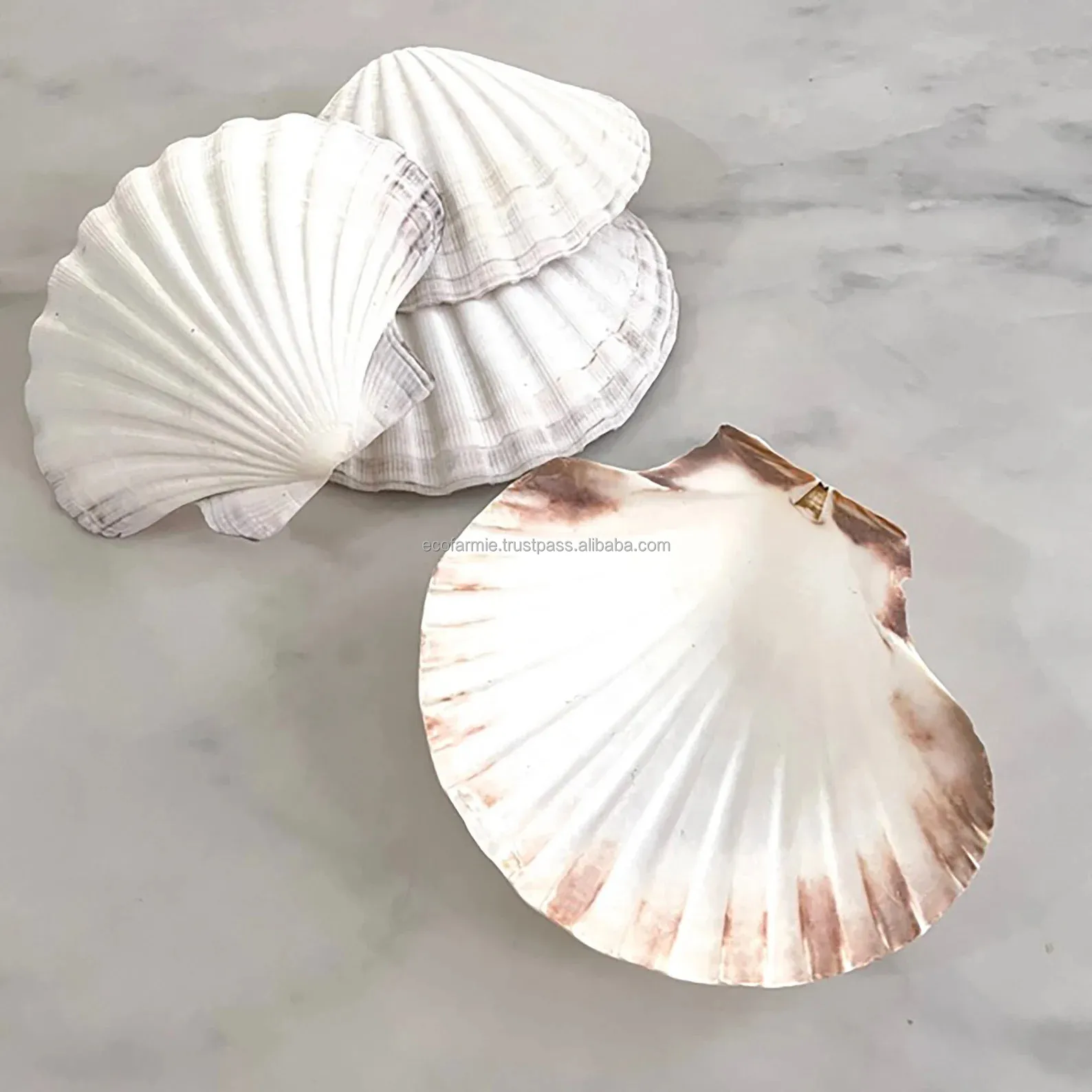 Natural Scallop Sea Shells - Collectible & Eco-friendly