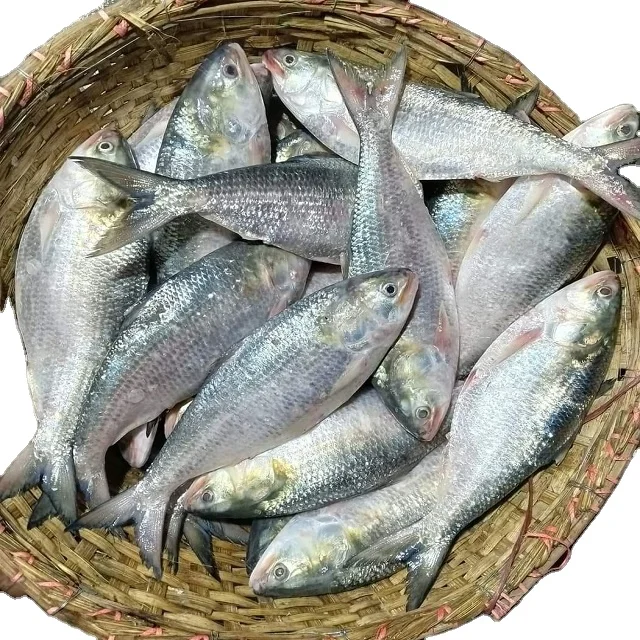 Frozen Fish Fresh Tilapia Supplier Block Bulk Style Packaging Package