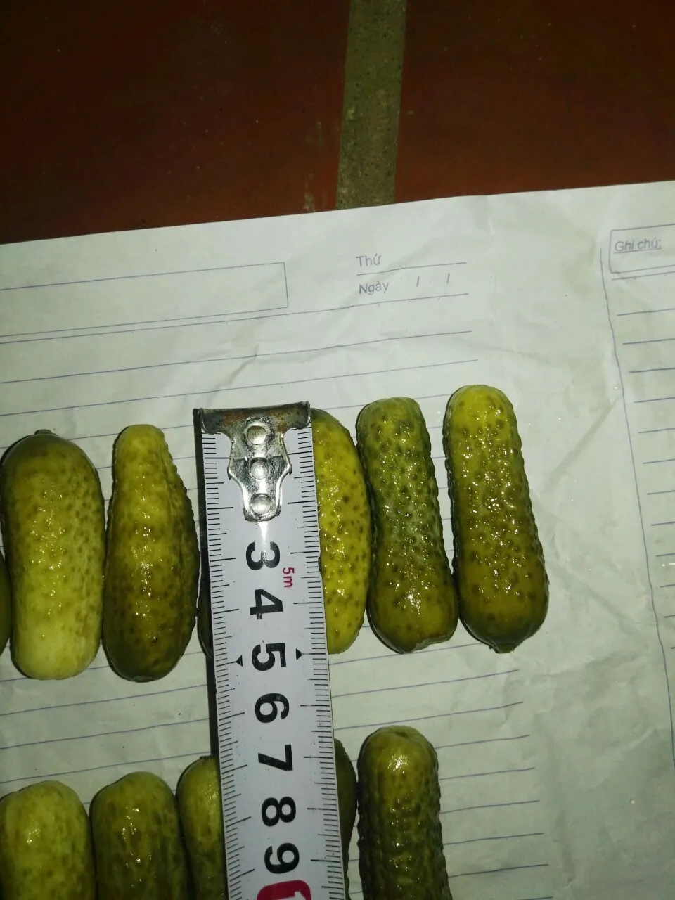 PICKLED CUCUMBER SIZE 3-6CM // Ms. Beatrix