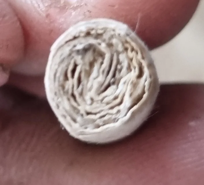 Corn Husk Filters Rolled with Organic Plant Fiber.jpg
