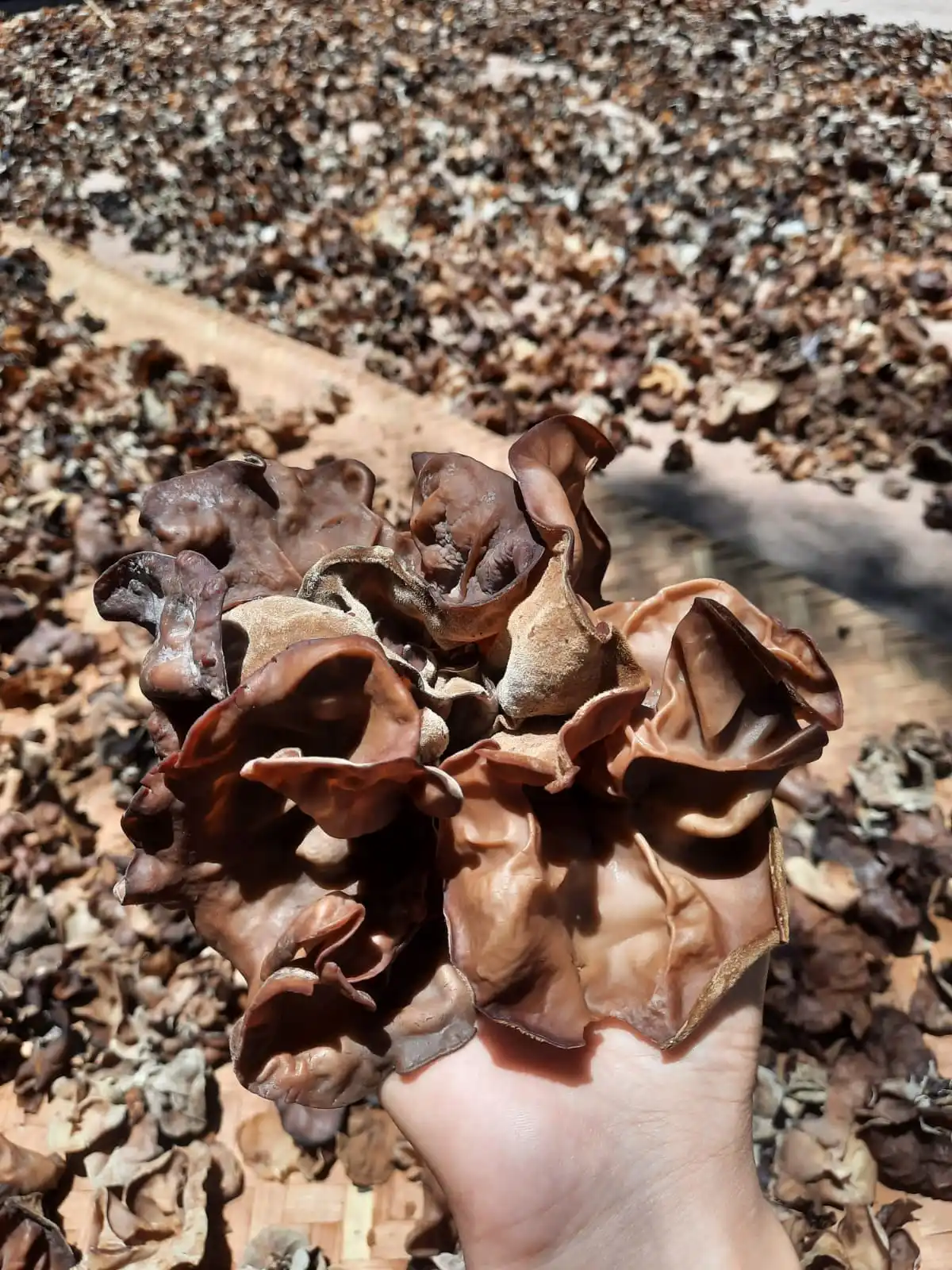 Grátis: AVALIAÇÃO II UNIASSELVI - Questões Resolvidas com Gabarito em PDF, image size:1200x1600