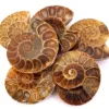Ammonite  Fossils Slice Spiral Shape Loose Gemstone