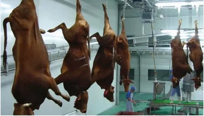 Halal Slaughter Equipment Synchronized Quarantine System for Cattle Offal for Slaughterhouse Operations