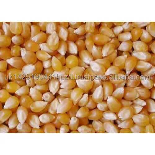 maize-grains.jpg