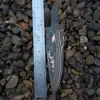 15:Overall: 8" Blade 6" Hidden Tang Tail 2"