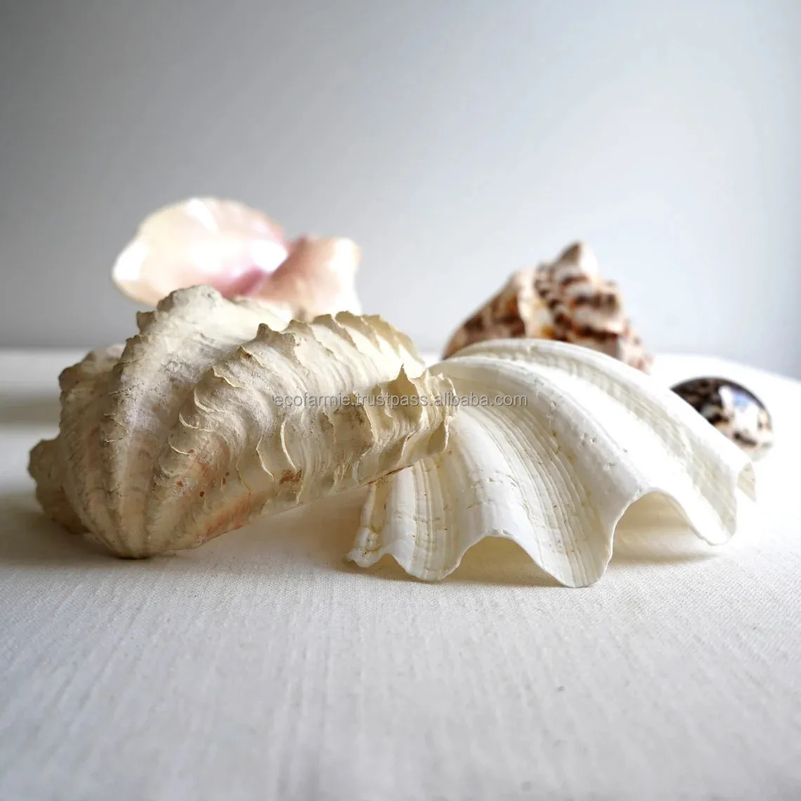 White Shell Mix By The Kilo [Seashells - Natural] – Naturally Wild Australia