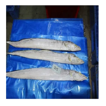 FROZEN RIBBON FISH WHOLE A GRADE FROM INDIA GOOD QUALITY AND ATTRACTIVE PRICE