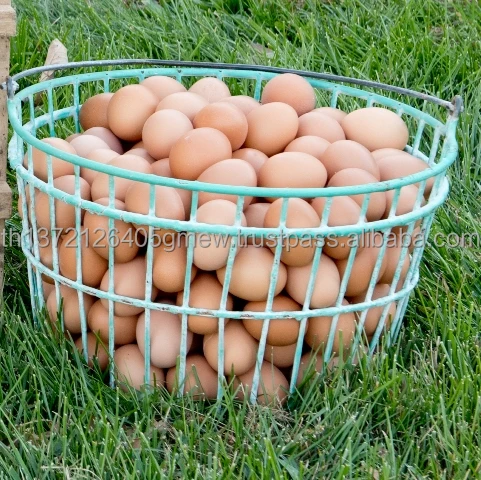 eggs-in-basket-resize.jpg