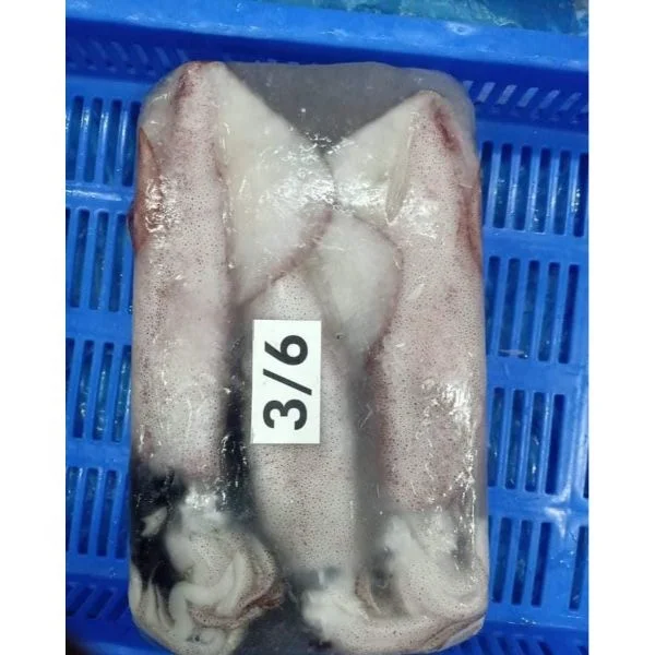 Fresh Stock Of Loligo Squid/calamari Available To Deliver - Buy Frozen