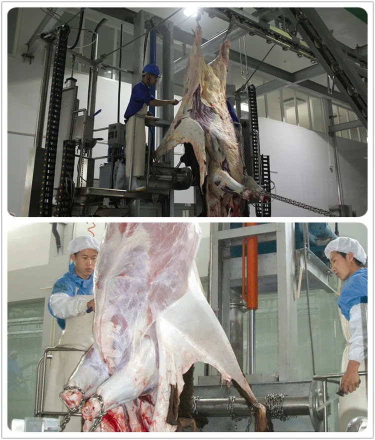 High-efficiency stainless steel carcass cleaning system for cattle slaughterhouses