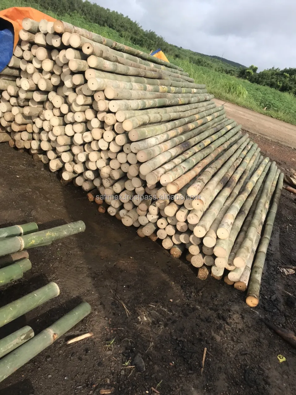 Big Size Bamboo Canes For Fences Partitions Decor From Vietnam/ Treated