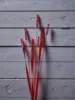 สีแดง
