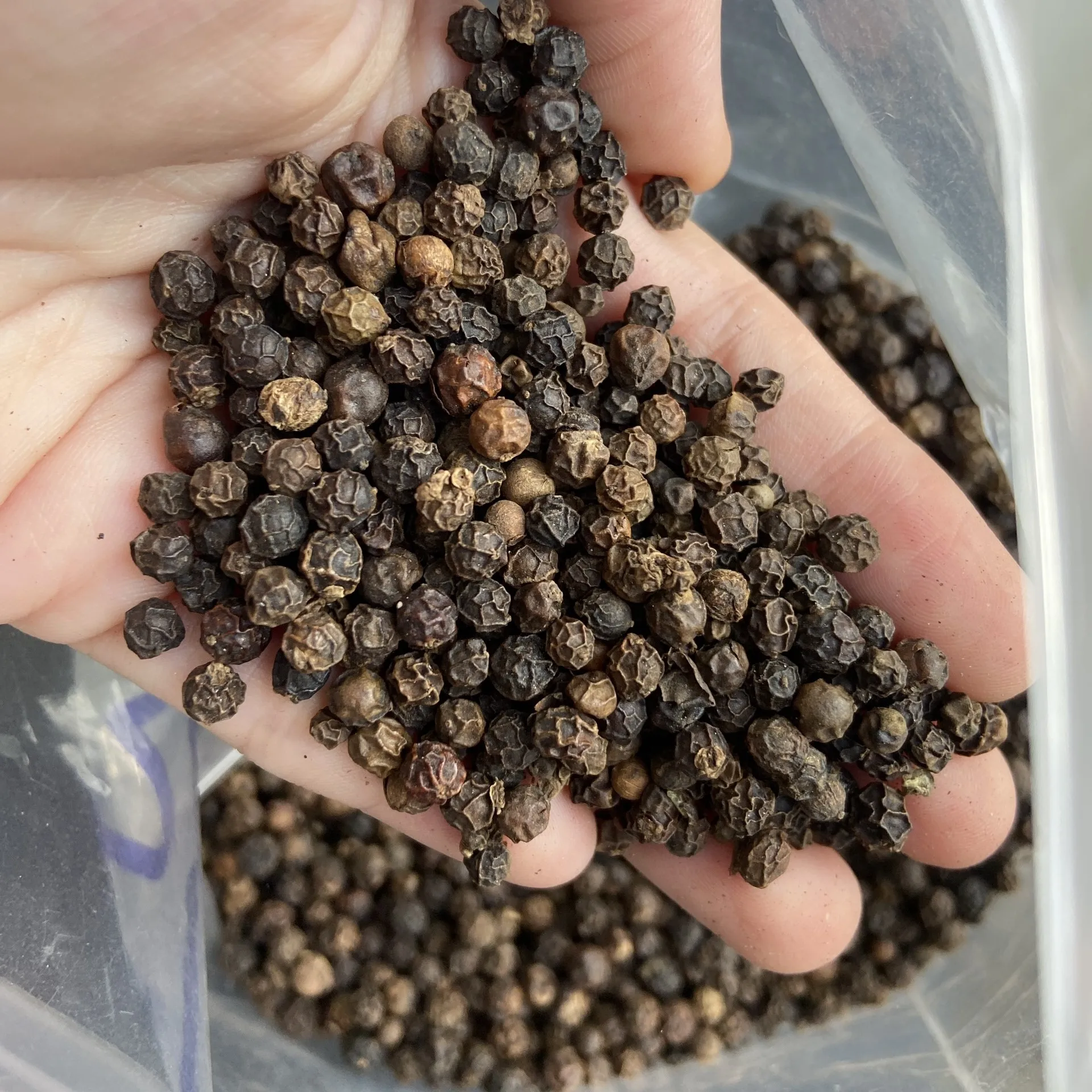 High Quality Black Pepper From VILACONIC Factory Best Price Export Raw Dried Process Services by MRS JENIFER