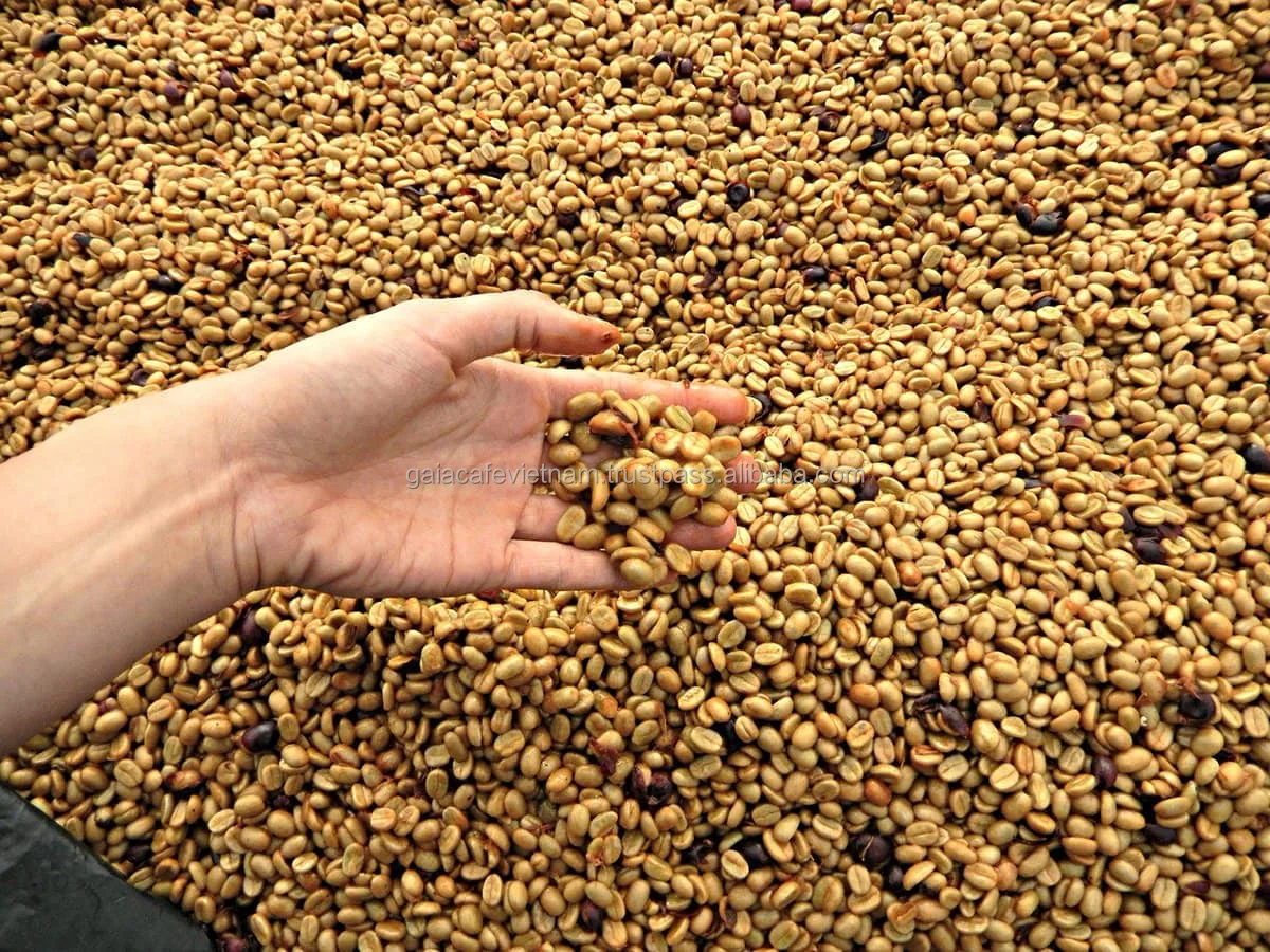 Arabica Green Coffee Beans Semiwash Process Screen 16 Premium Quality