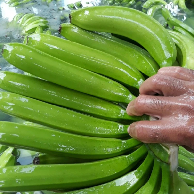 Wholesale Cheap Cavendish Banana Top Quality Fresh Sweet Yellow/Green Cavendish Banana - Fresh Fruits Wholesale Factory Price